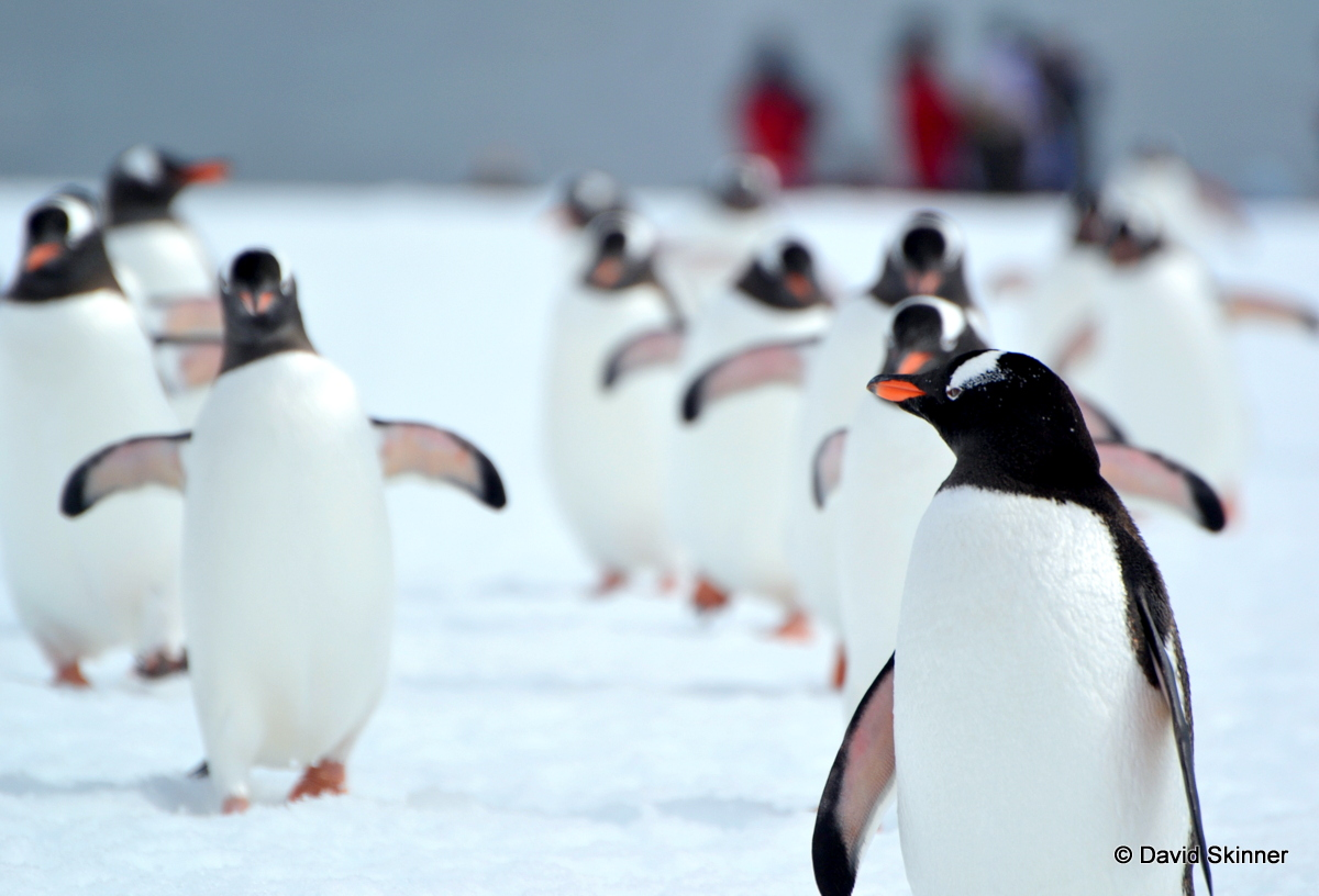 The Polar Expedition Cruise Specialist | Polar Routes